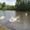 hundetreffen 03.09.2016 560